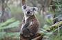 Koalas, Kangaroos & Mt Coot-tha Scenic Views Private Tour