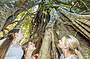 Explore the outsides and insides of an over 100 year old fig tree