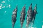 Dolphins off the Bow - Great Barrier Reef