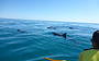 Dolphin View Sea Kayak & 4X4 Adventure Day Tour from Noosa